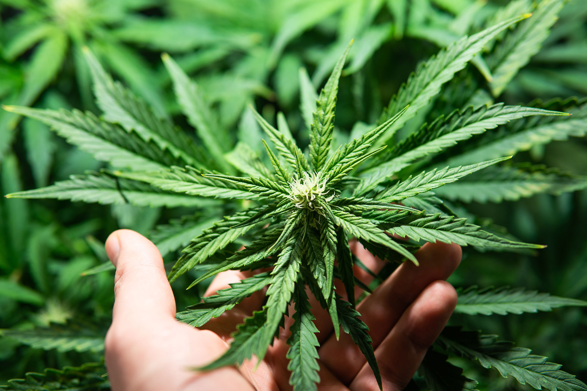 CBD for Arthritis Pain