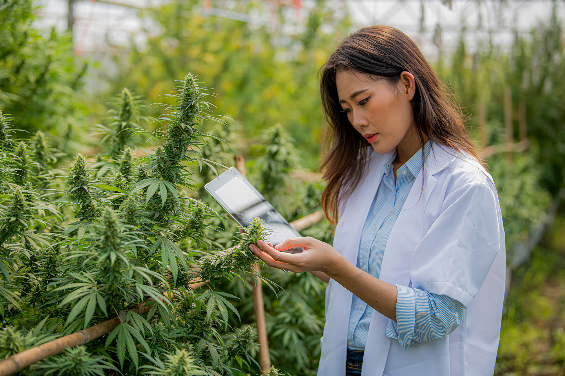 Hemp Oil vs CBD Oil